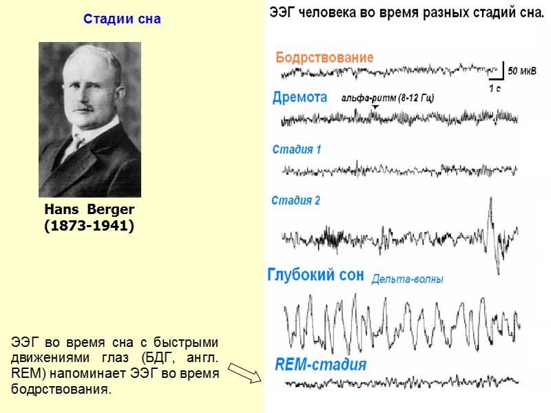 Hans  Berger (1873-1941)